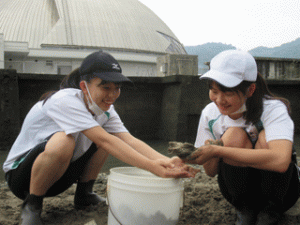 千鳥ラボ「カブトガニ採卵体験会」