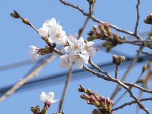 千鳥坂の桜が開花しました